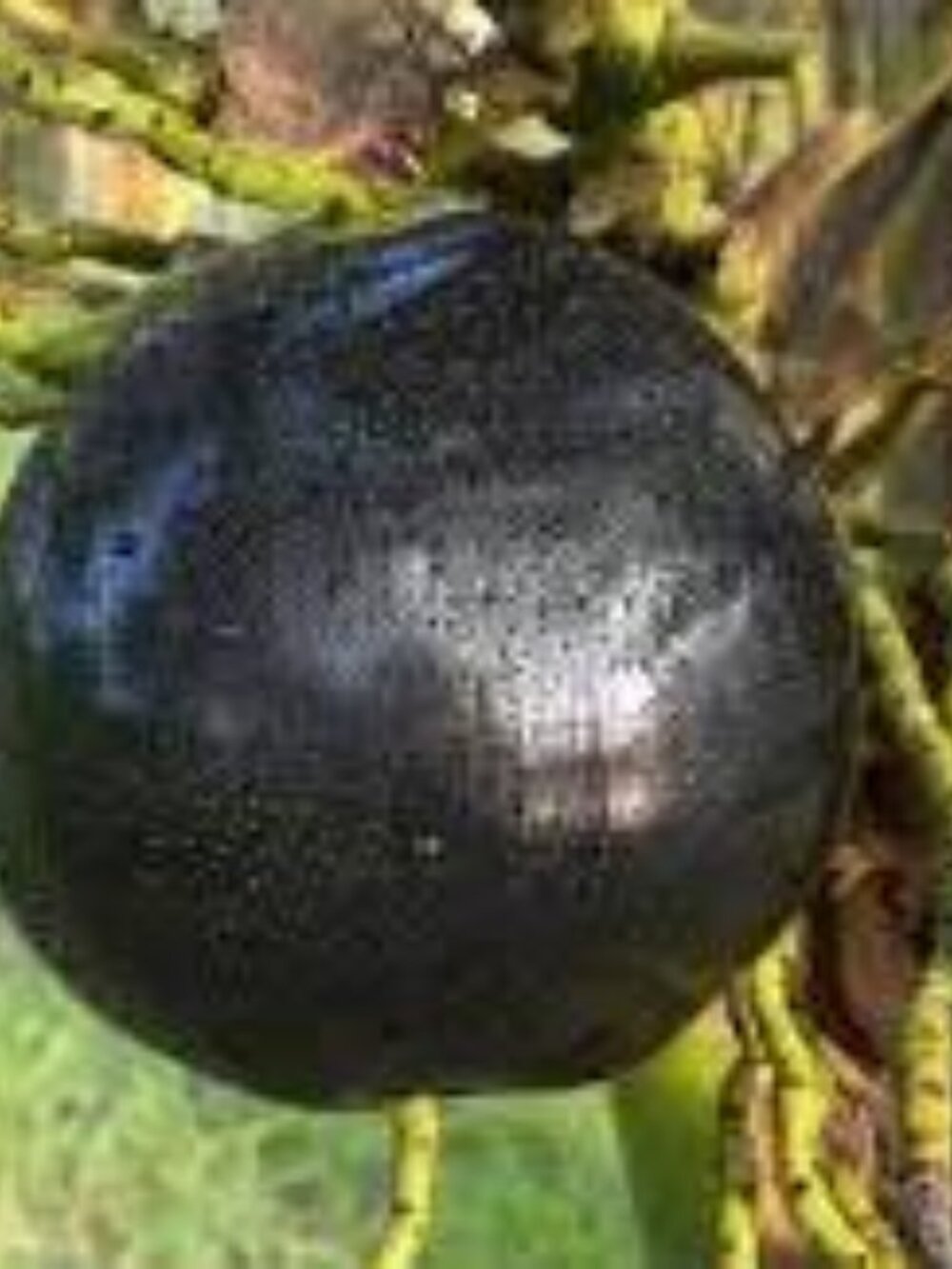 Black Coconut Yankee type Scented Wax Melts